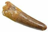 Fossil Spinosaurus Tooth - Real Dinosaur Tooth #349763-1